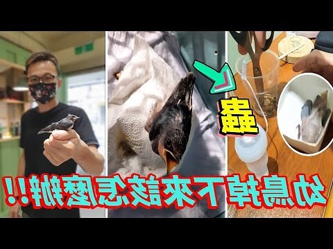 燕子巢 處理